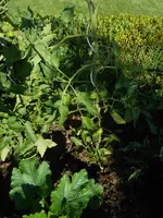 DSCN4176.jpg