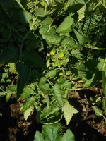 DSCN4177.webp