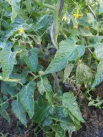 DSCN4194.webp