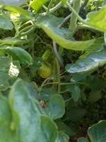 DSCN4197.webp
