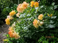 IMG_6413.webp