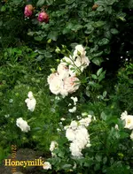 IMG_6415.webp