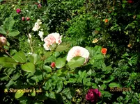 IMG_6431.webp