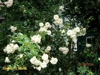 IMG_6433.webp