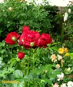 IMG_6434.webp
