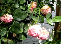IMG_6449.webp