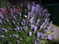 CIMG2698.webp