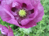 002.webp
