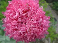 016.webp