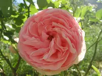 003.webp