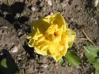 004.webp