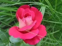 013.webp
