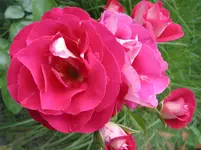 014.webp