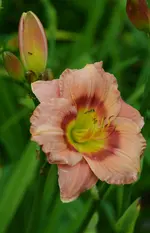 3Tempducerises.webp