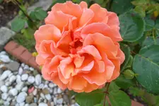 SAM_1642.webp