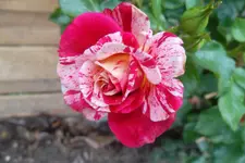 SAM_1647.webp