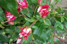 SAM_1648.webp