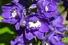 DSC_8558.webp