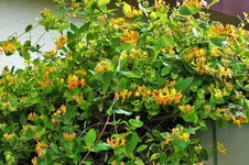 DSCF6392 (2).webp
