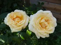P1180711.webp