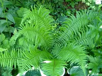 DSCN6505.webp