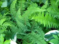 DSCN6507.webp