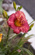 IMG_1742-2.webp