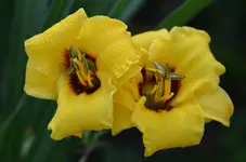 4siljunebug.webp
