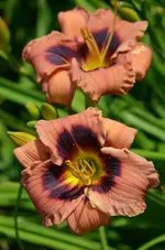 4tanteyu.webp
