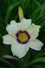 4villaseye.webp