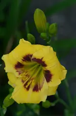 4villasgelbrotesauge.webp