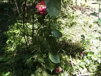 BILD5214.webp