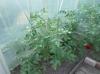 20160624_200601_b.jpg