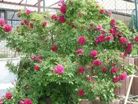 Rosen.webp