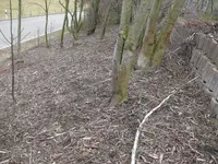 Möchtegernwald.webp