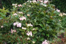 SAM_1653.webp