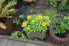 SAM_1657.webp