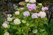 SAM_1659.webp