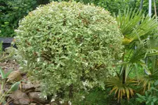 SAM_1661.webp