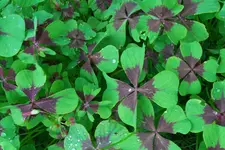 SAM_1662.webp
