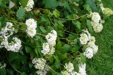 SAM_1663.webp