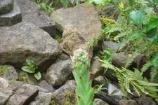 SAM_1665.webp