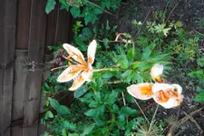 SAM_1676.webp