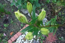 SAM_1677.webp