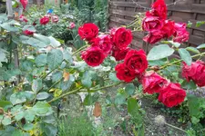 SAM_1678.webp
