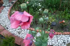 SAM_1679.webp