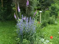 BILD5175.webp