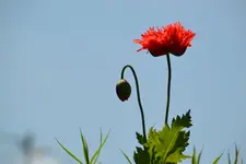 DSC_9110.webp