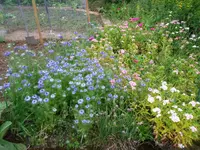 2016-06-18 Jungfer im Grünen und Bartnelken plus Chaos.webp