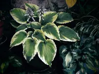 Bridal Falls.webp